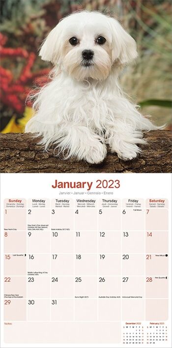 Calendrier 2023 Bichon maltais 3