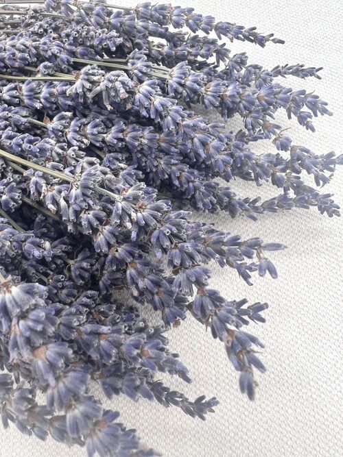 Lavendel | Dunkelblau (Klein)