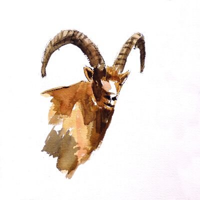 Ibex Mountain - CC138