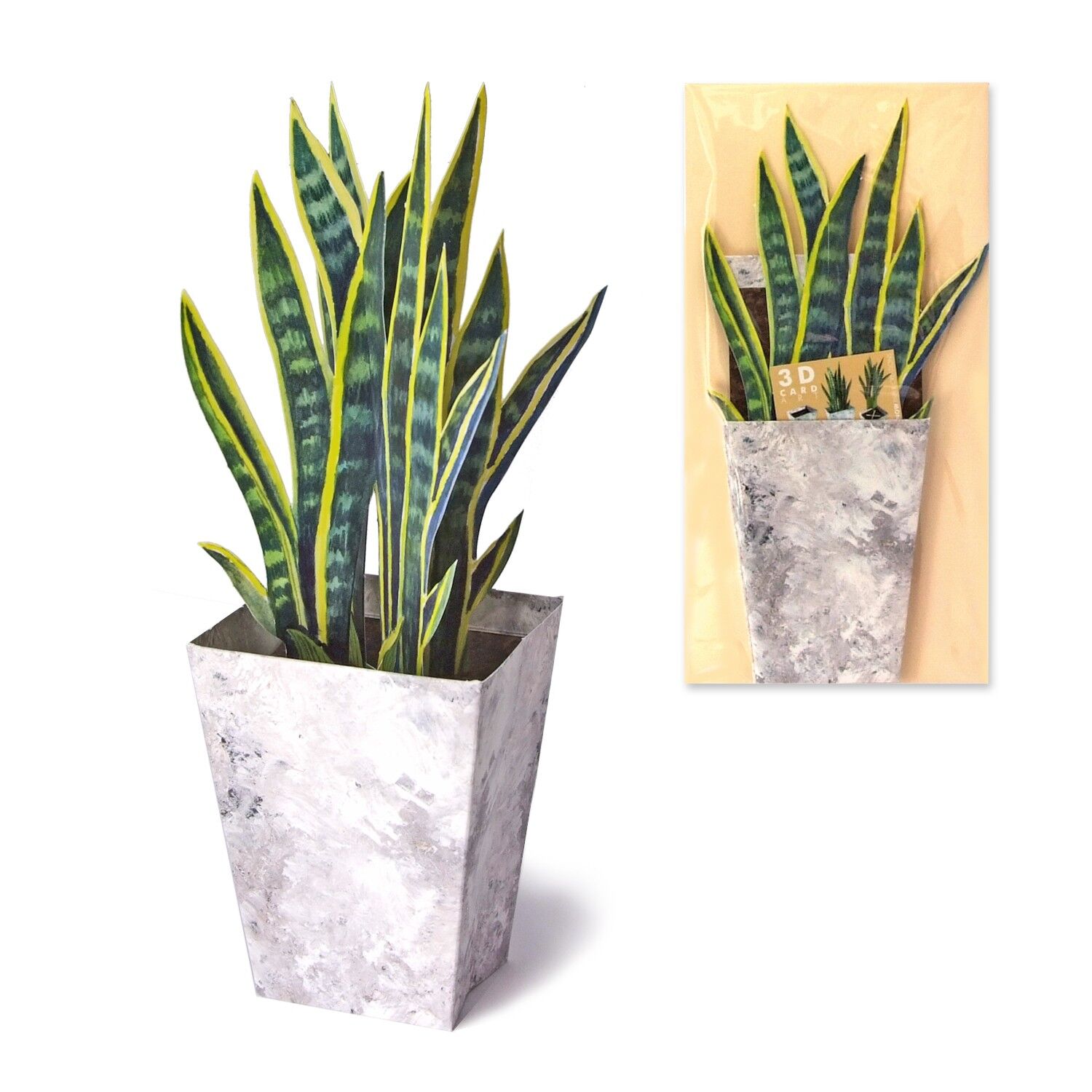 3D greeting card Sanseverie