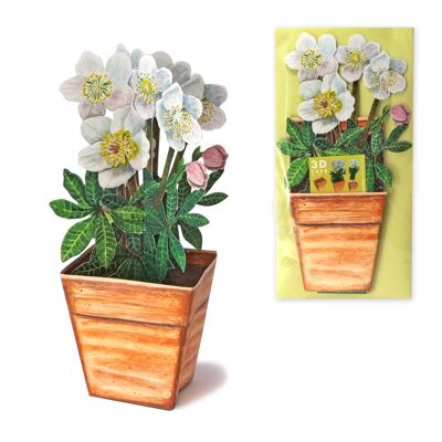 3D greeting card Christmas rose