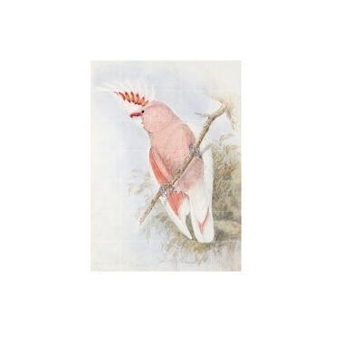 IXXI - Pink Cockatoo - Wall art - Poster - Wall Decoration