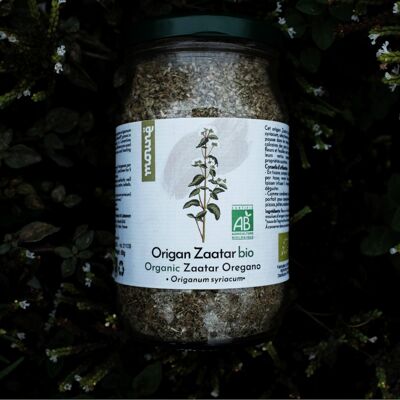 Orégano orgánico Zaatar - origanum syriacum