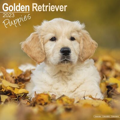 Calendar 2023 Golden retriever puppy
