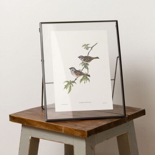 Tree sparrow A5 size art print, songbird decor