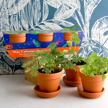 Trio 3 pots plantes magiques 1