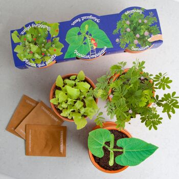 Trio 3 pots plantes magiques 2