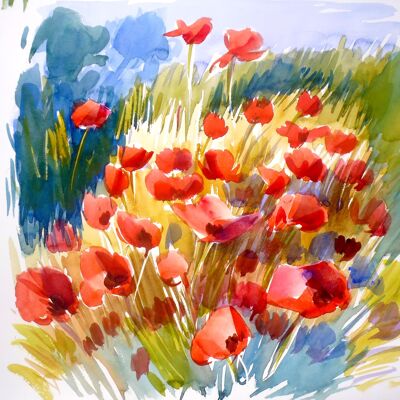 Coquelicots - CC105