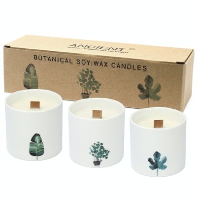 BotC-06 - Candele botaniche grandi - Viola di palude - Vendute in unità 3x per esterno