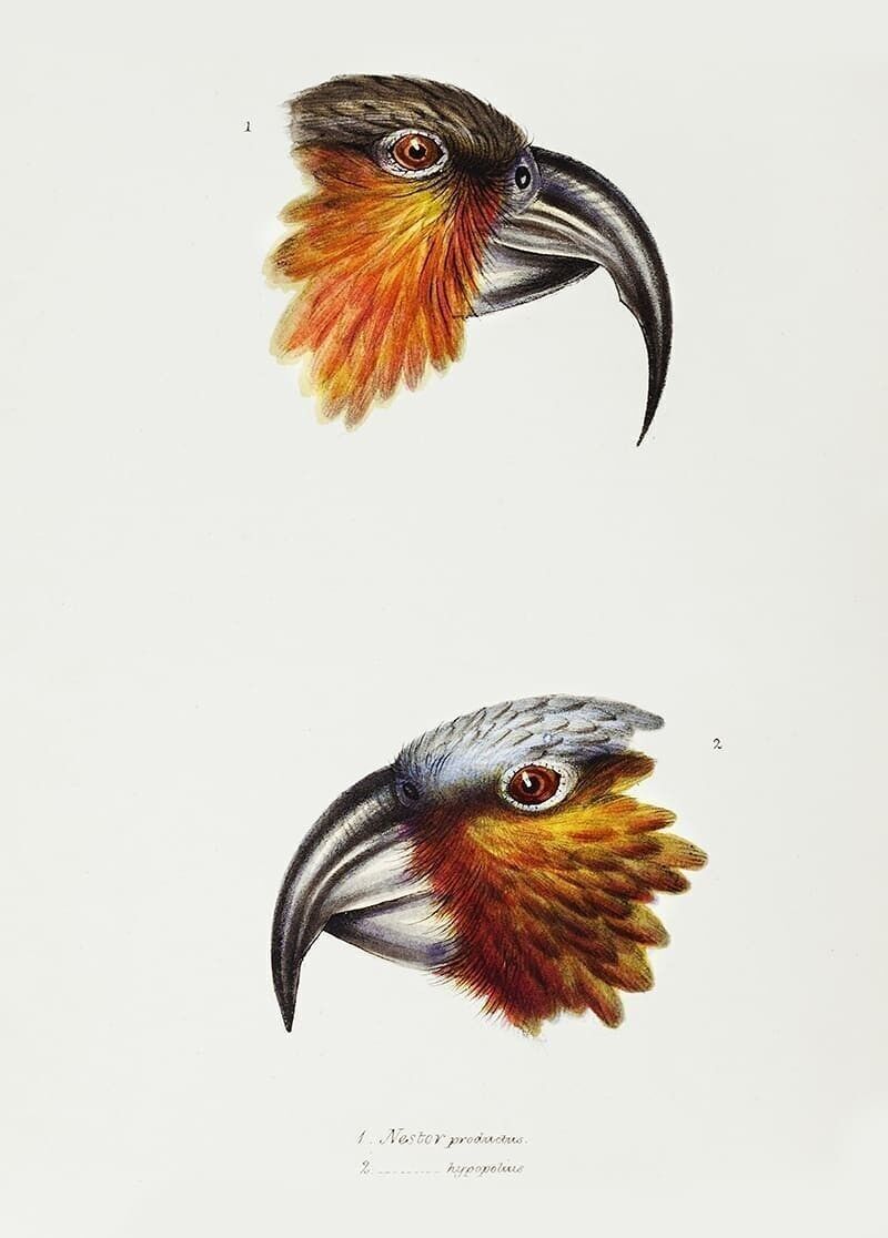 Póster Loro - Animales