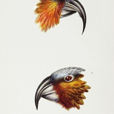 Affiche Perroquet - Animaux
