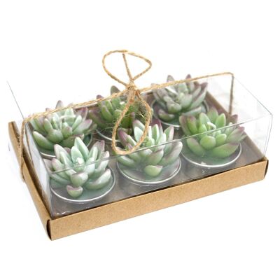 VCactus-09 – Set mit 6 Agaven-Kaktus-Teelichtern in Geschenkbox – Verkauft in 5 Einheiten pro Außenhülle