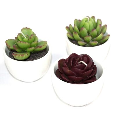 VCactus-11 - Big Pot Cactus Candles In Display Box (assorted) - Sold in 6x unit/s per outer