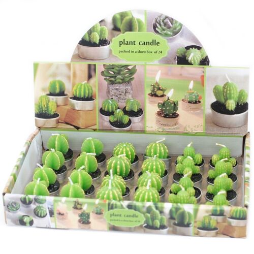 VCactus-12 - Tealight Sm Cactus Candles Assorted (Display) - Sold in 24x unit/s per outer