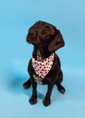 Collier bandana pour chien Emily Brooks 2