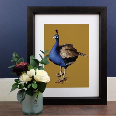 The Peacock A4 Art Prints