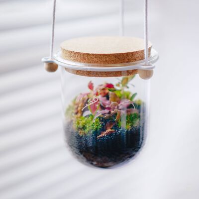 Cos HANG - Terrarium