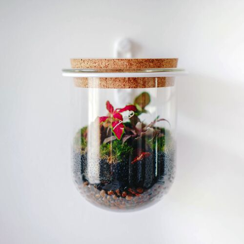 Cos MOUNT - Terrarium