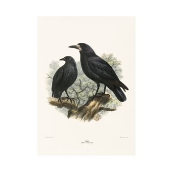 Affiche format Rook A5, décor oiseau forestier noir 3