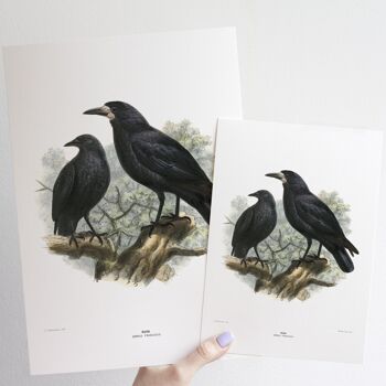 Affiche format Rook A5, décor oiseau forestier noir 4
