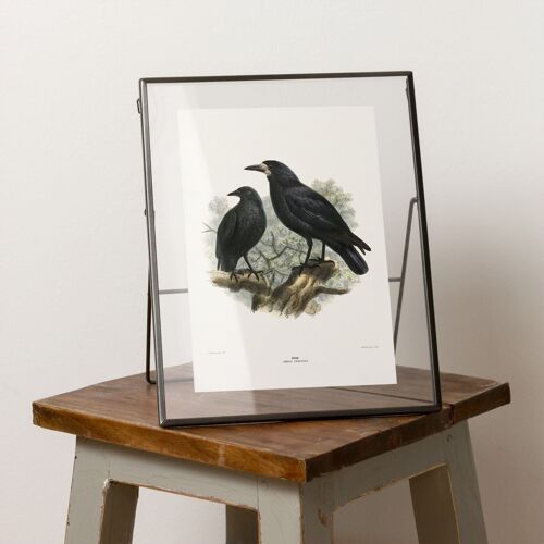 Rook A5 size poster, black woodland bird decor