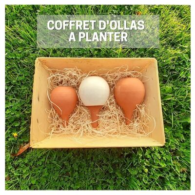 Coffret Ollas à planter de noël