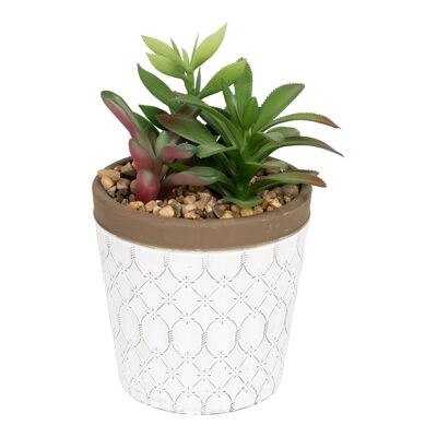 Succulente In Vaso Di Terracotta Bianca