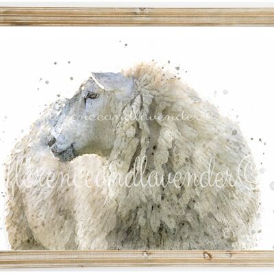 Impression de moutons de Mavis
