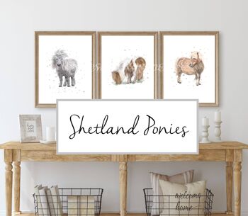 Trio d'imprimés poney Shetland 1