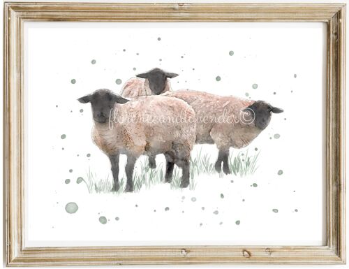 'Team Meeting'' - Watercolour Suffolk Sheep Print