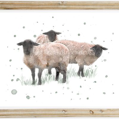 'Team Meeting'' - Impression de moutons Suffolk à l'aquarelle