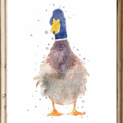 Canard à l'aquarelle