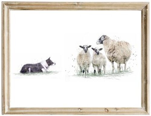 Border Collie & Swaledale Sheep Print