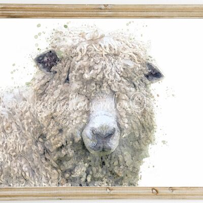 Estampado de ovejas de lana larga de Leicester