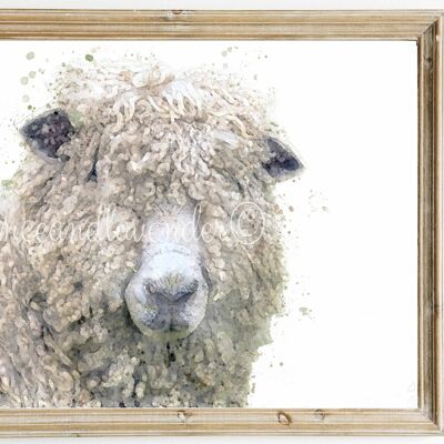 Imprimé mouton Leicester Longwool