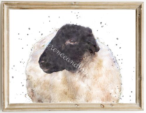 Suffolk Sheep Print