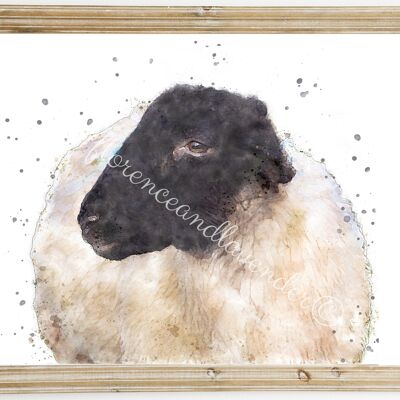 Impression de moutons du Suffolk