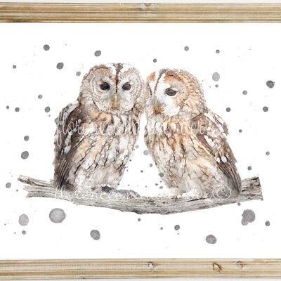 Owl Love - Tawny Owls