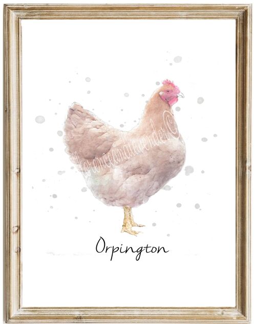 Orpington Chicken Print