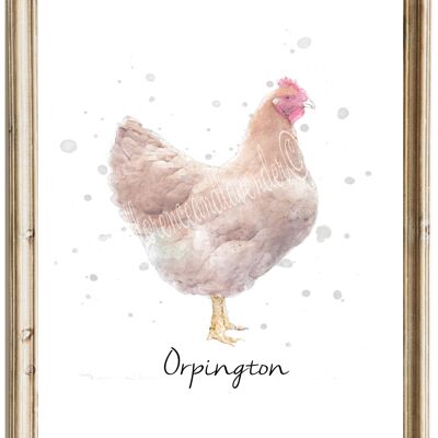 Orpington-Huhn-Druck