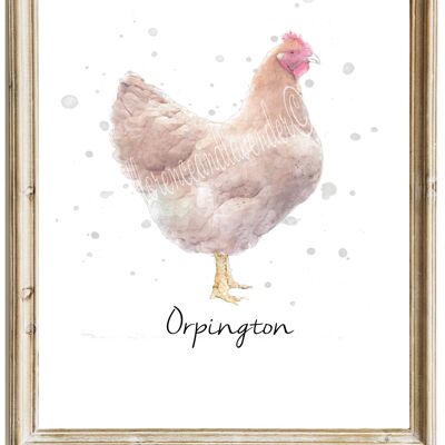 Impresión de pollo Orpington