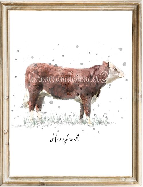 Hereford Cow Print