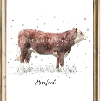 Hereford Cow Print