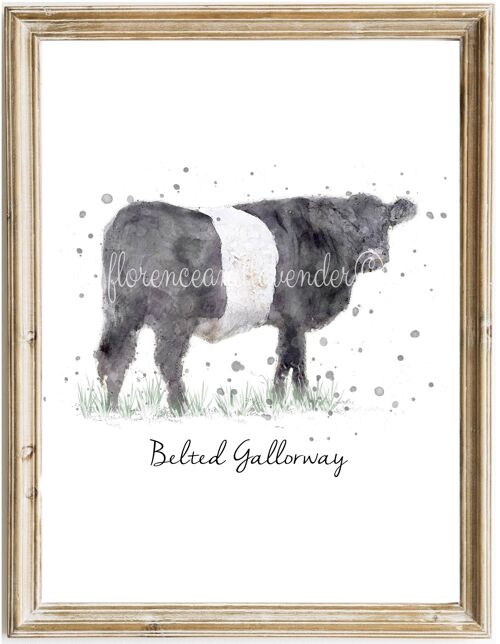 Belted Galloway Cow Picture