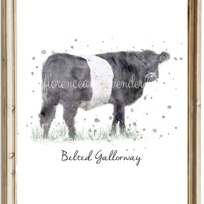 Imagen de vaca de Galloway con cinturón