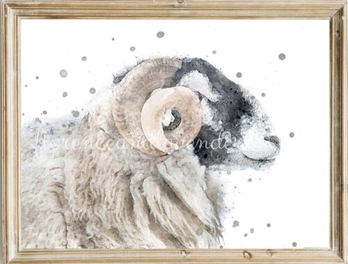 Murphy' - Swaledale Sheep - Ram