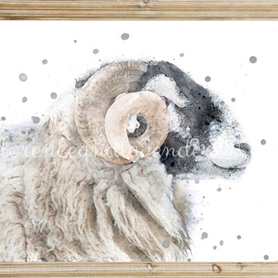 Murphy' - Swaledale Sheep - Ram