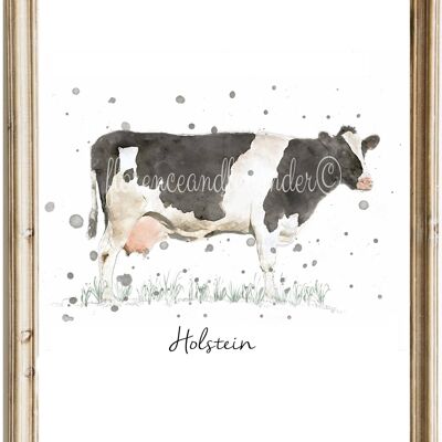 Photo de vache Holstein