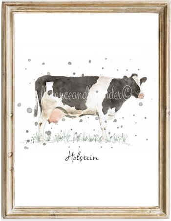 Photo de vache Holstein 1