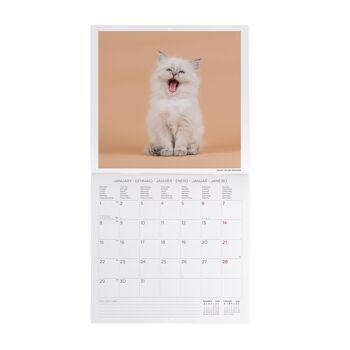 Calendrier 2024 Chatons 2